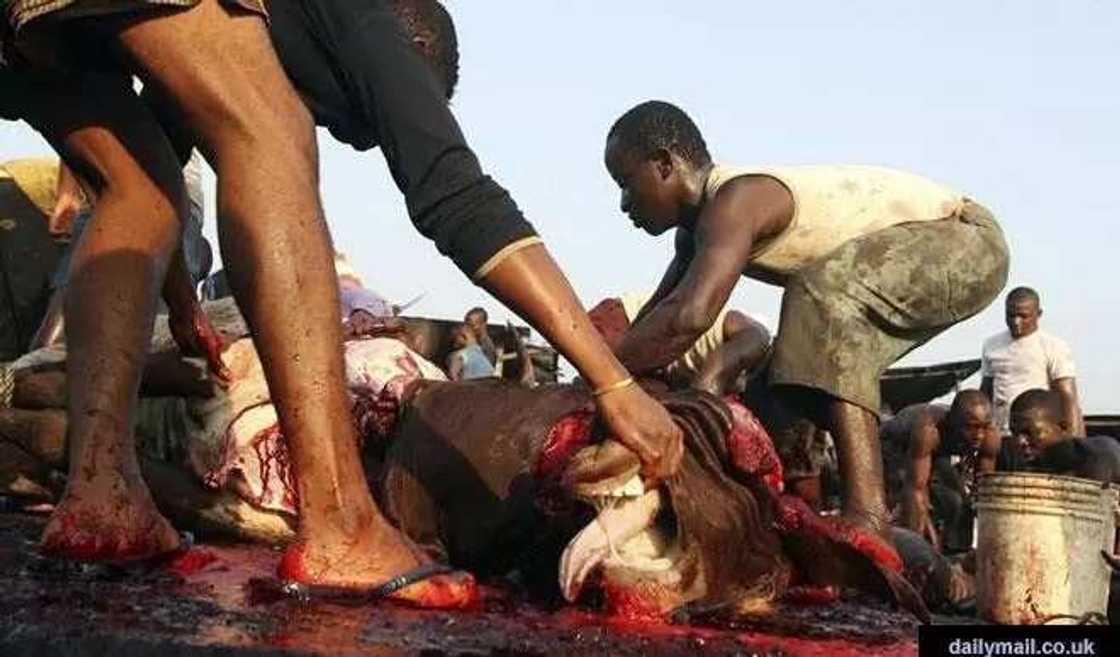 Kano: Kun san yawan dabbobin da ake kashewa a kowace rana a Kano kuwa? Kano: Kun san yawan dabbobin da ake kashewa a kowace rana a Kano kuwa?