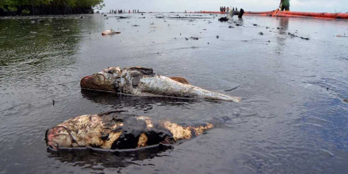 Oil spillage in Nigeria effects Oil spillage in Nigeria effects