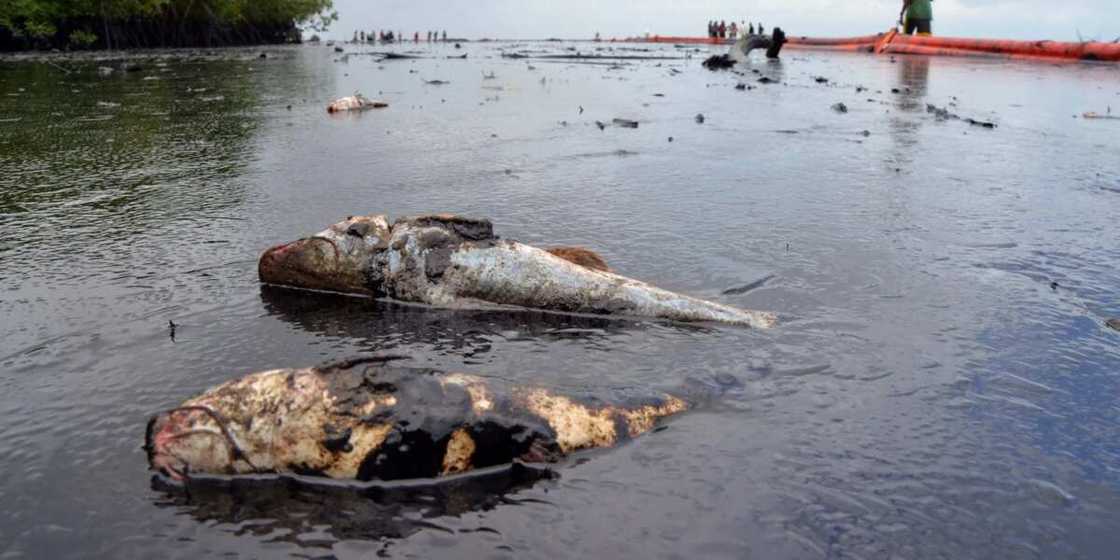 Oil spillage in Nigeria effects