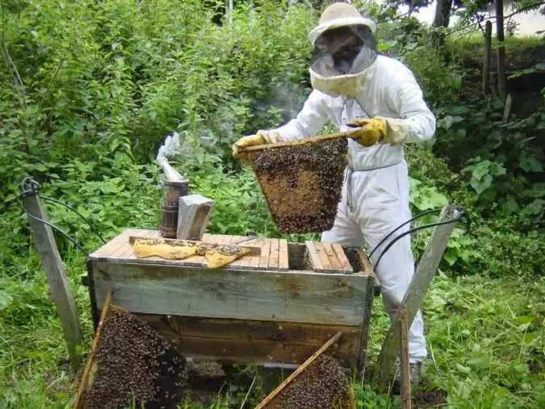 The Kenyan top-bar hive