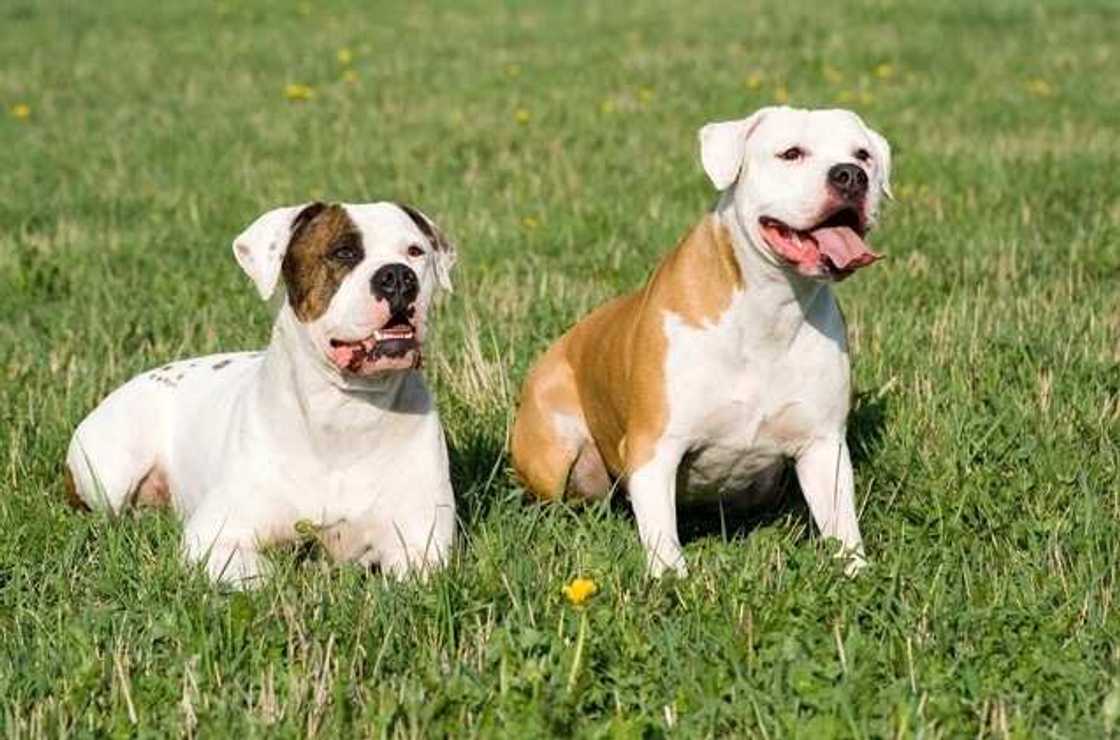 The American Bulldog