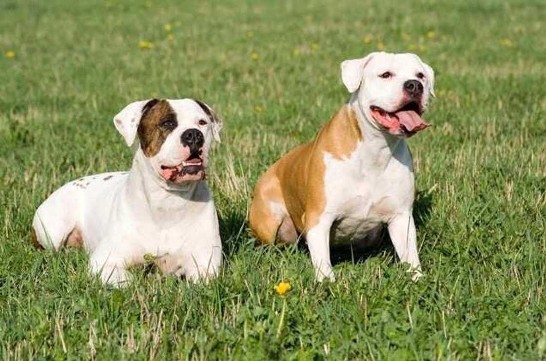 The American Bulldog The American Bulldog