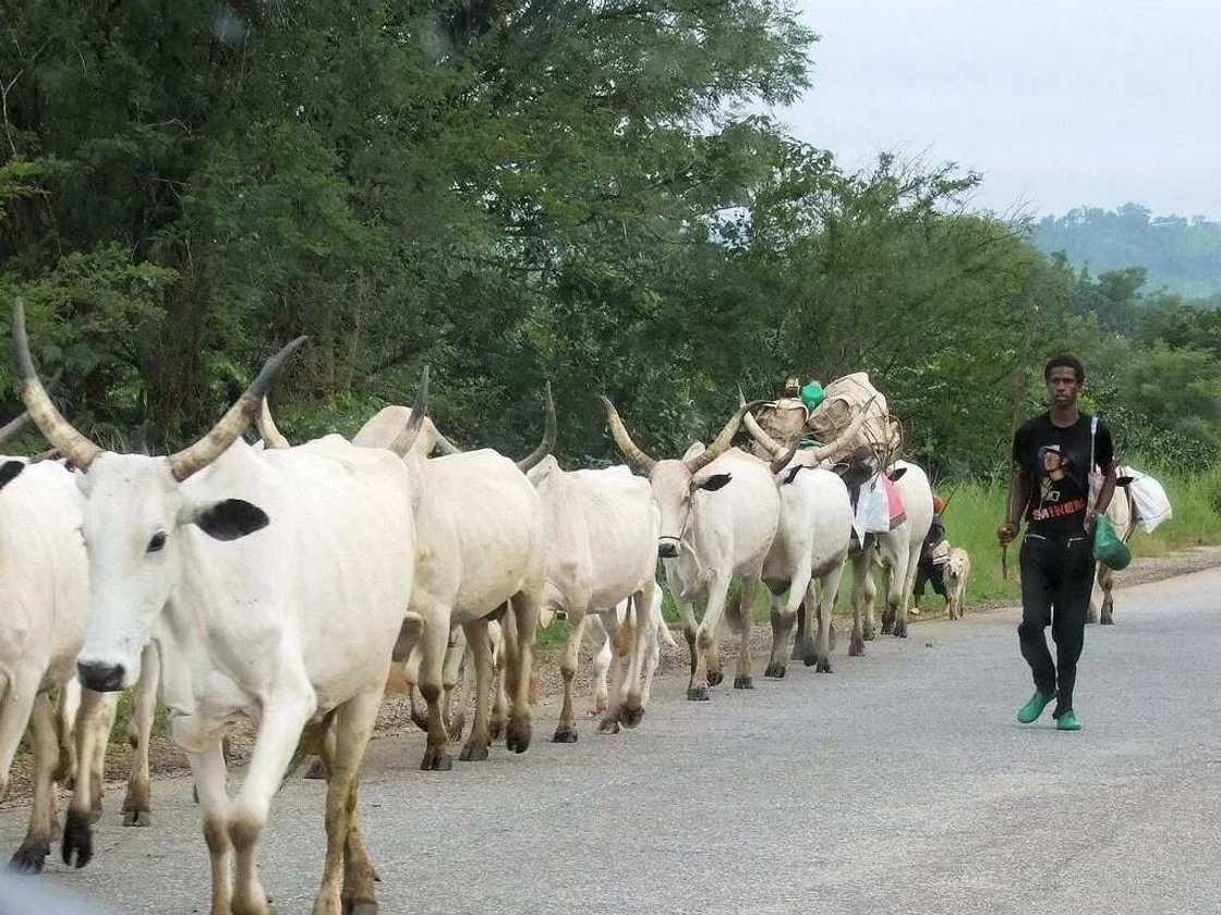 Things that may happen in Oyo state as a result of the 500 missing cows Things that may happen in Oyo state as a result of the 500 missing cows