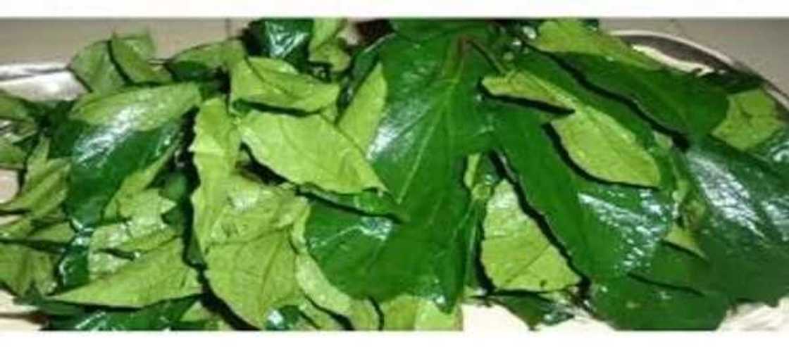 Fresh pumpkin leaves are used for salads and meat dishes as well. Fresh pumpkin leaves are used for salads and meat dishes as well.