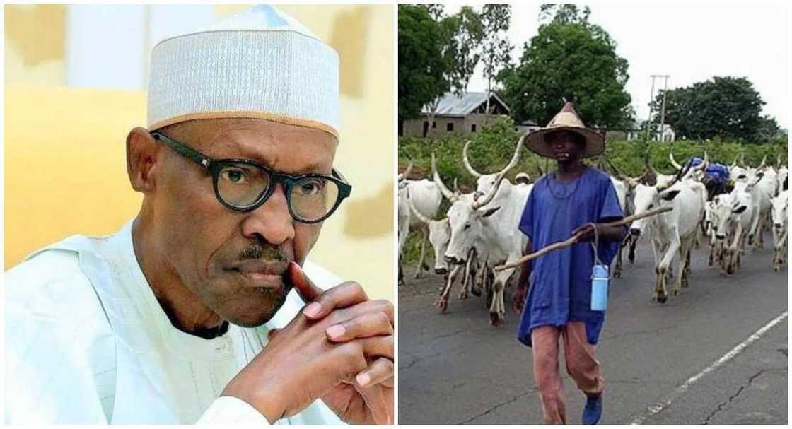 Kamar Benue: Gwamnatin jihar Taraba za ta kaddamar da dokar hana kiwo Kamar Benue: Gwamnatin jihar Taraba za ta kaddamar da dokar hana kiwo