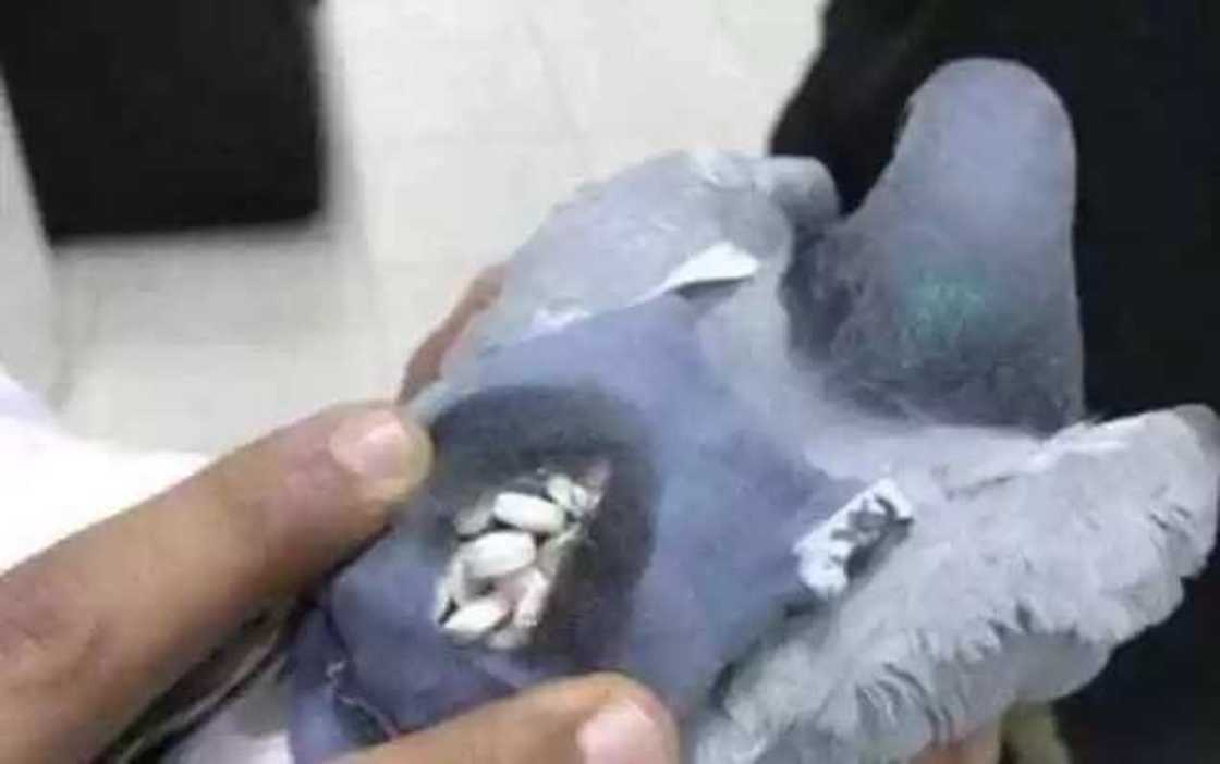 An kama tantabarar dake safarar miyagun ƙwayoyi An kama tantabarar dake safarar miyagun ƙwayoyi