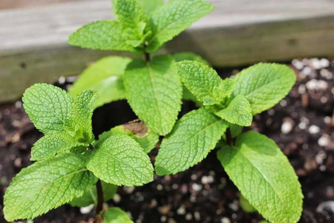 mint leaves for weight loss mint leaves for weight loss