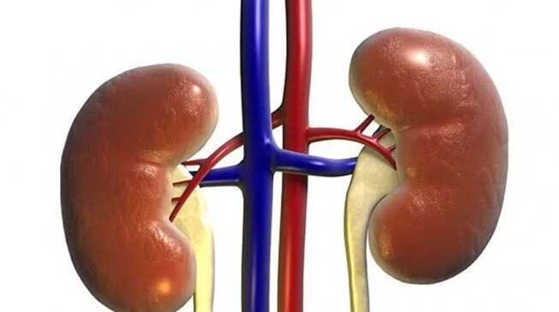 Kiwon Lafiya: Nau'ikan abinci dake haddasa ciwon Koda Kiwon Lafiya: Nau'ikan abinci dake haddasa ciwon Koda