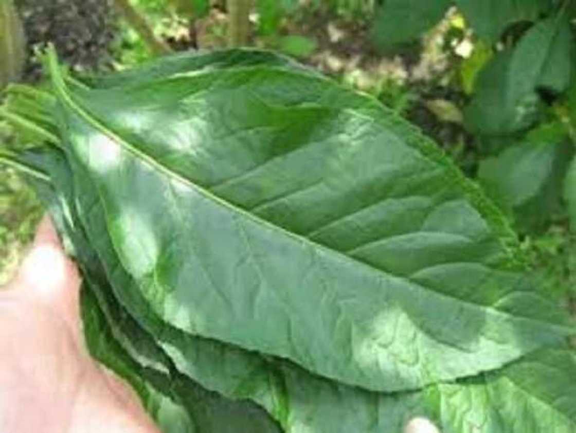 Bitter leaf Bitter leaf