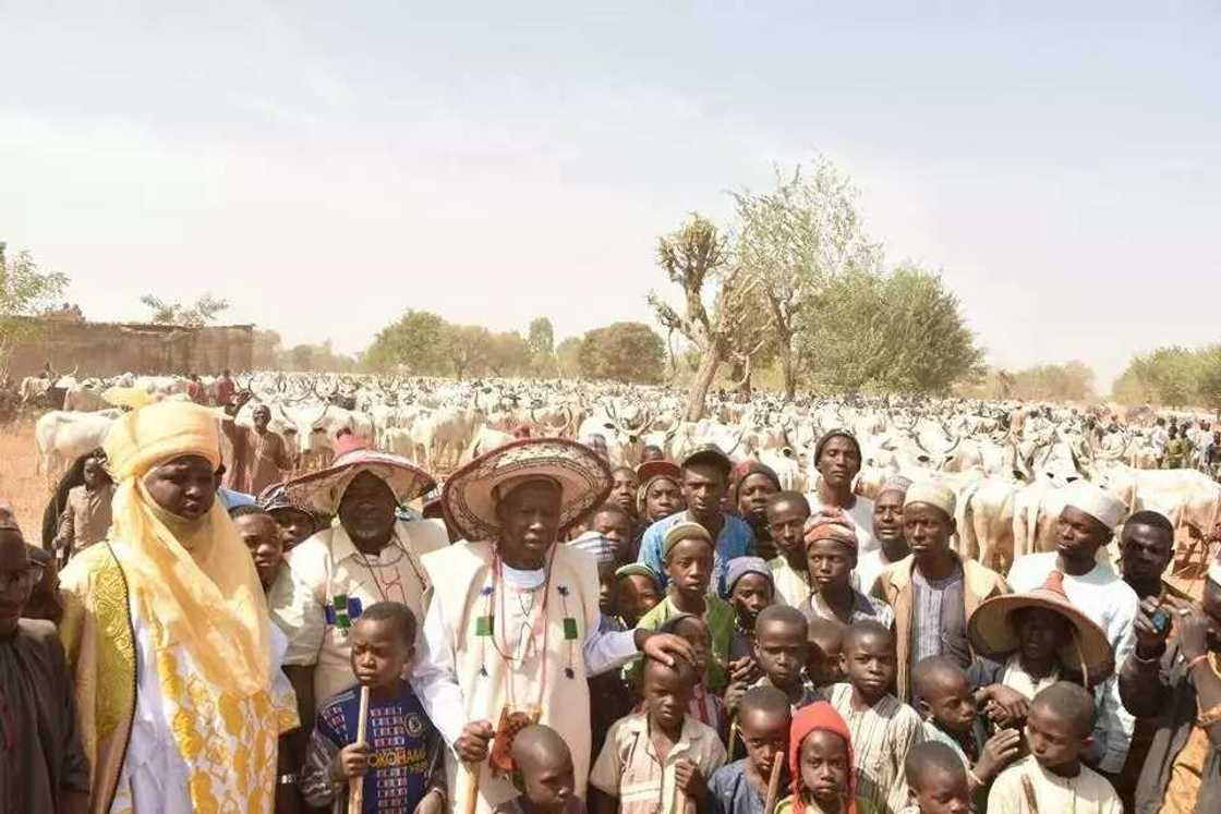 Waiwaye adon tafiya: Gwamna Ganduje ya tuna lokacin da yake kiwon shanu (Hotuna)