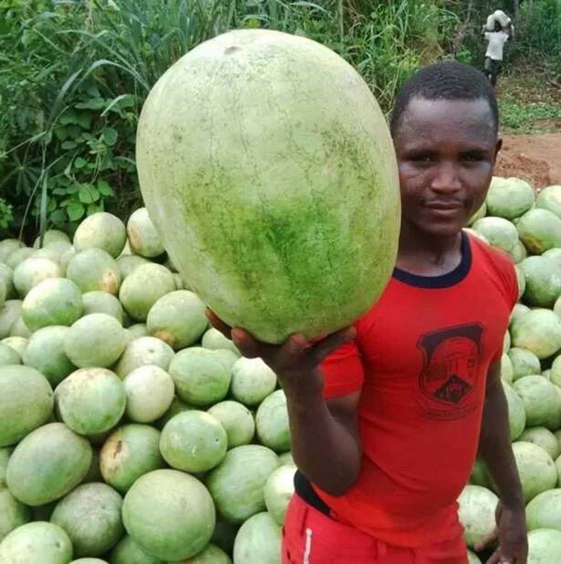 How to make good income in just 85 days from growing watermelon How to make good income in just 85 days from growing watermelon