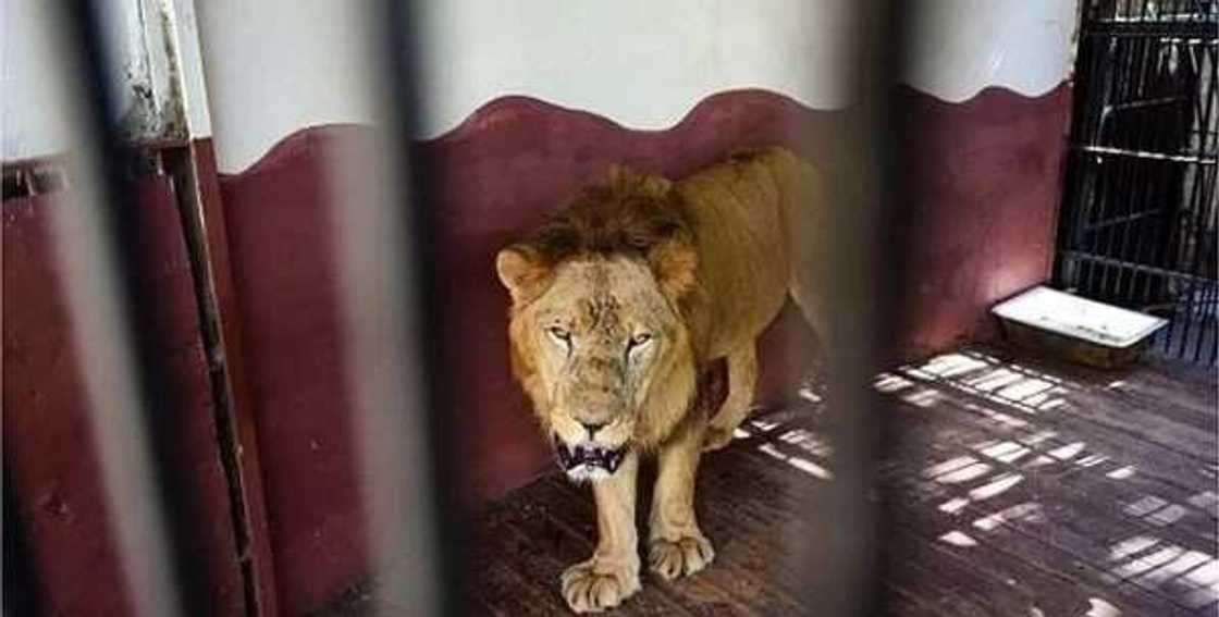 Kaduna: Zaki ya kufce daga gidan ajiyan namun daji dake cikin filin shakatawa na Gamji Kaduna: Zaki ya kufce daga gidan ajiyan namun daji dake cikin filin shakatawa na Gamji