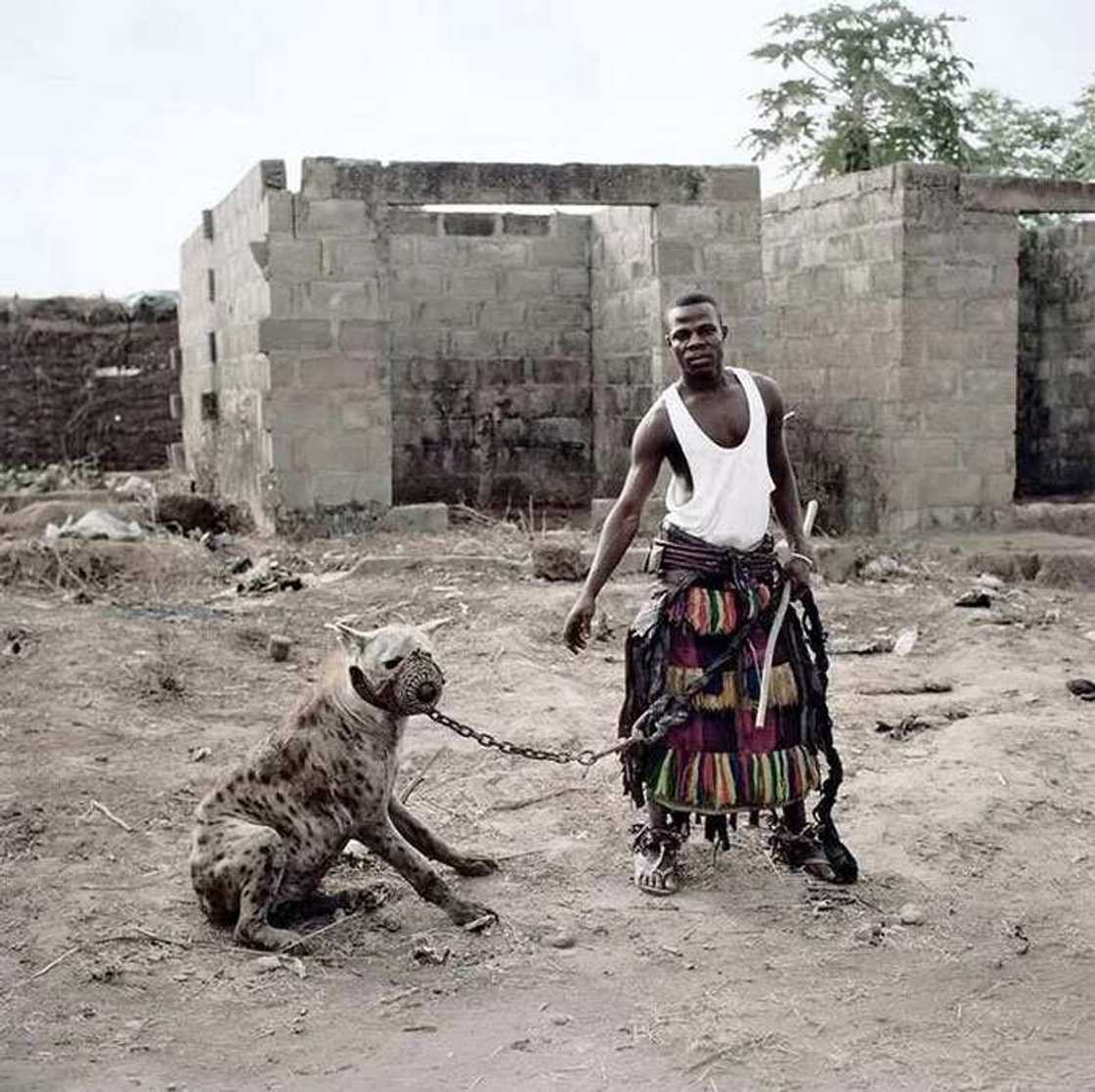 man with hyena man with hyena