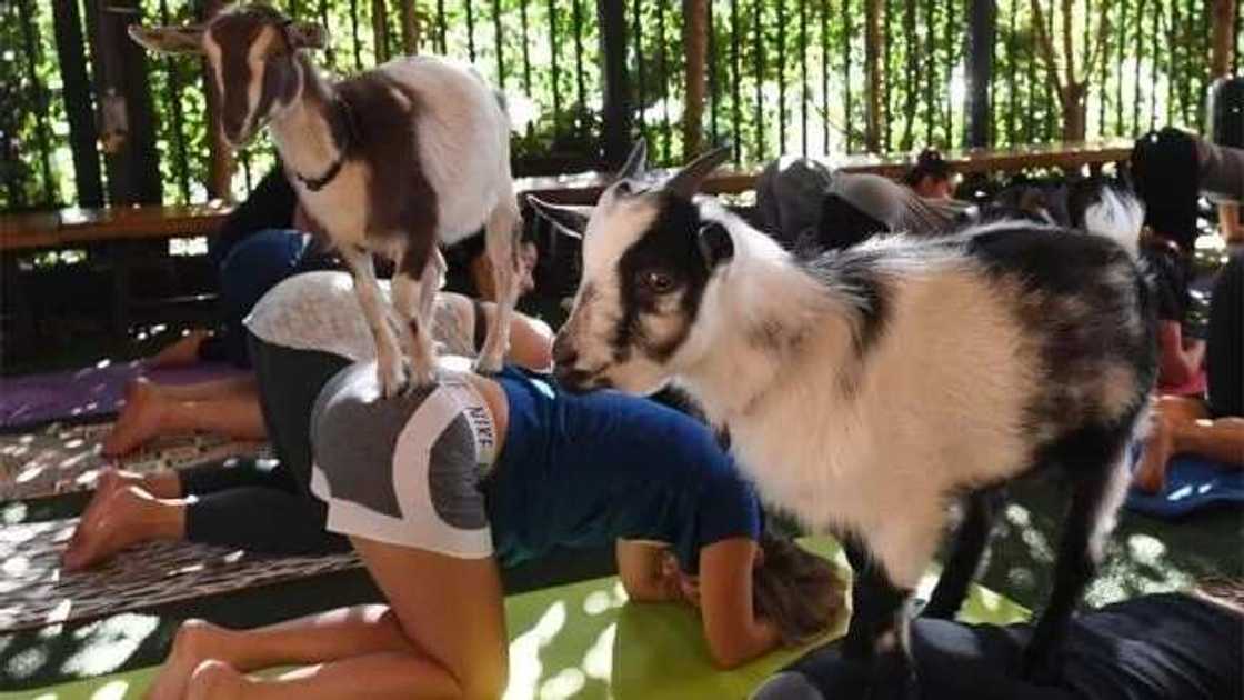 Akuyar mu ta je Amurka ta bada mamaki gaban Turawa Akuyar mu ta je Amurka ta bada mamaki gaban Turawa