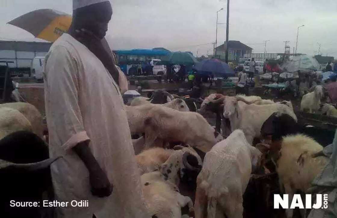 Idin Babbar Sallah: Masu raguna sun koka da rashin kasuwa Idin Babbar Sallah: Masu raguna sun koka da rashin kasuwa