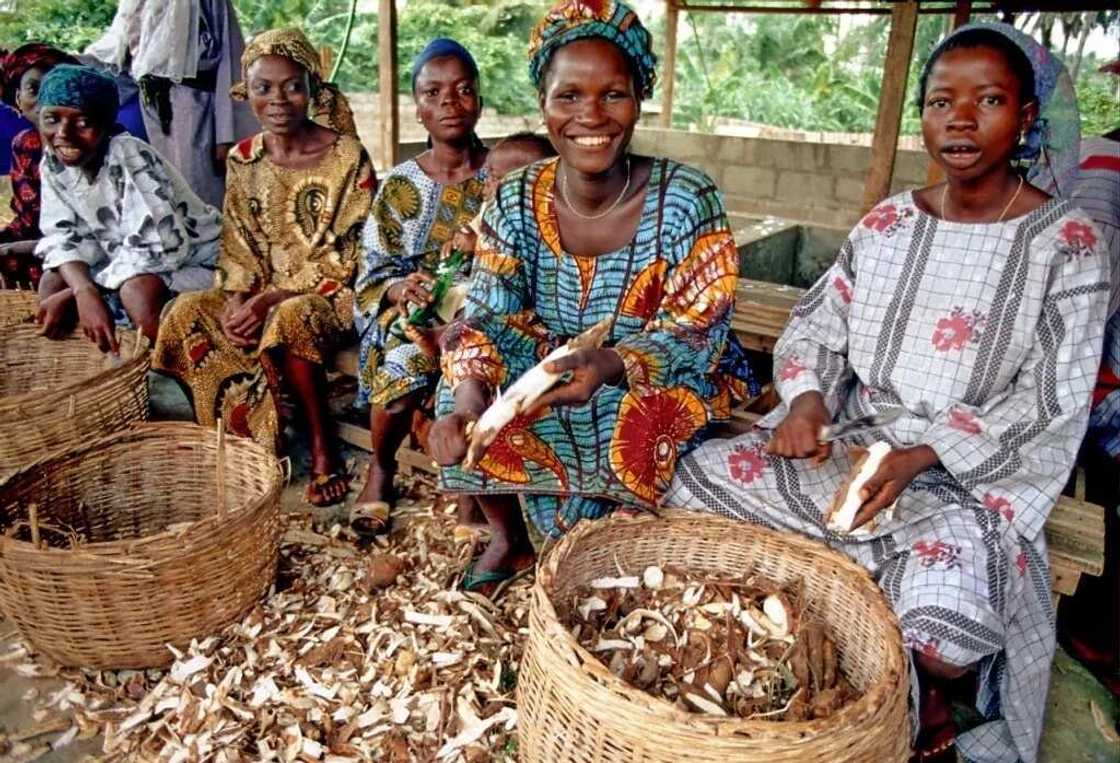 Cassava production in Nigeria Cassava production in Nigeria