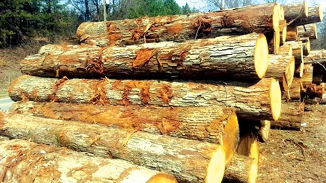 Tree logs Tree logs