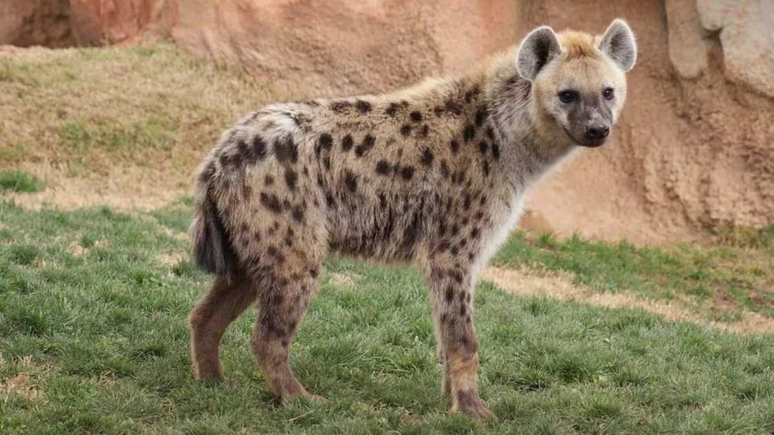 Spotted Hyena Spotted Hyena
