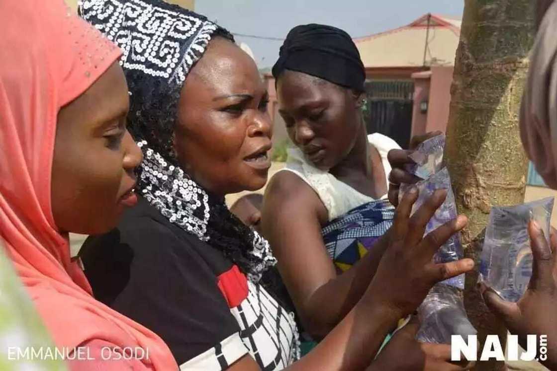 Sunan Allah ya bayyana a jikin bishiyar zogale Sunan Allah ya bayyana a jikin bishiyar zogale