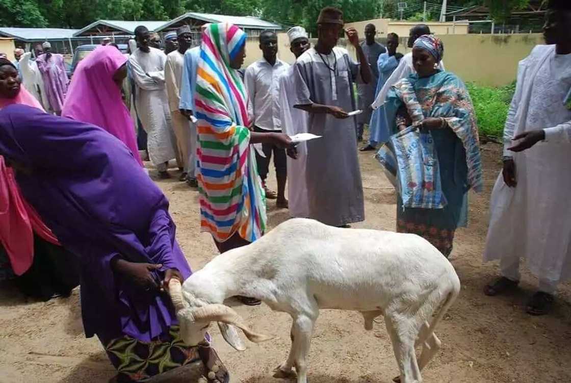 Babbar Sallah: Matar Gwamna Kashim Shettima ta yi rabon raguna 100 ga Malamai da gajiyayyu Babbar Sallah: Matar Gwamna Kashim Shettima ta yi rabon raguna 100 ga Malamai da gajiyayyu
