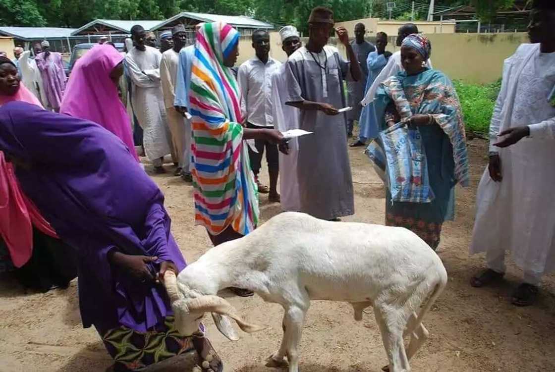 Babbar Sallah: Matar Gwamna Kashim Shettima ta yi rabon raguna 100 ga Malamai da gajiyayyu