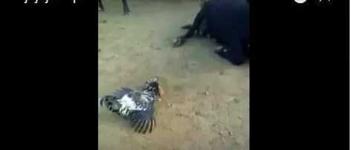 Wani mafadacin zakara ya mutu bayan kwanciya da wata kaza Wani mafadacin zakara ya mutu bayan kwanciya da wata kaza