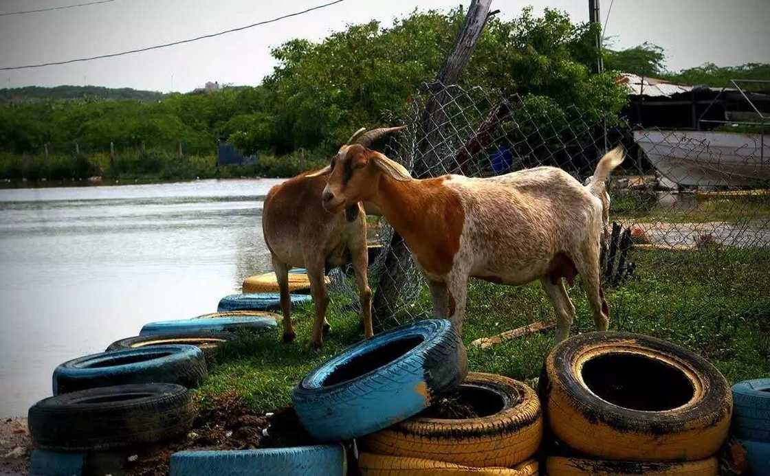 Kotu ta bayar umarnin daure wani dan kasuwa da ya saci akuya Kotu ta bayar umarnin daure wani dan kasuwa da ya saci akuya
