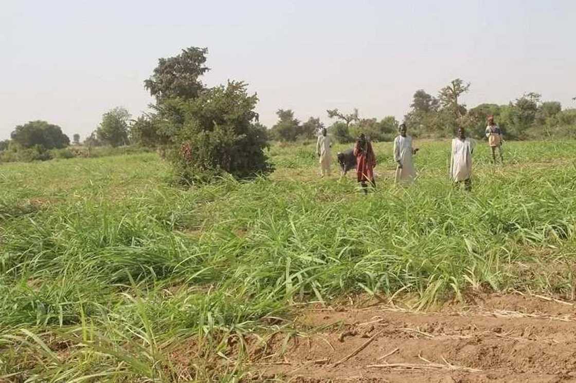 Gwamnatin jihar Sokoto za ta gina katafaren kamfanin Sarrafa suga Gwamnatin jihar Sokoto za ta gina katafaren kamfanin Sarrafa suga