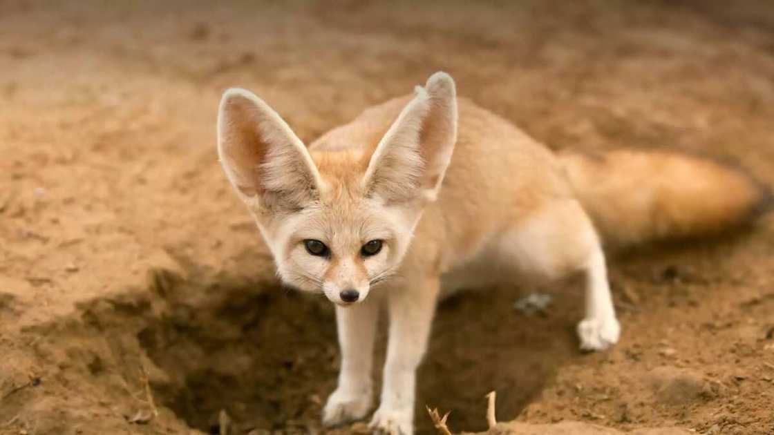 Fennec Fox