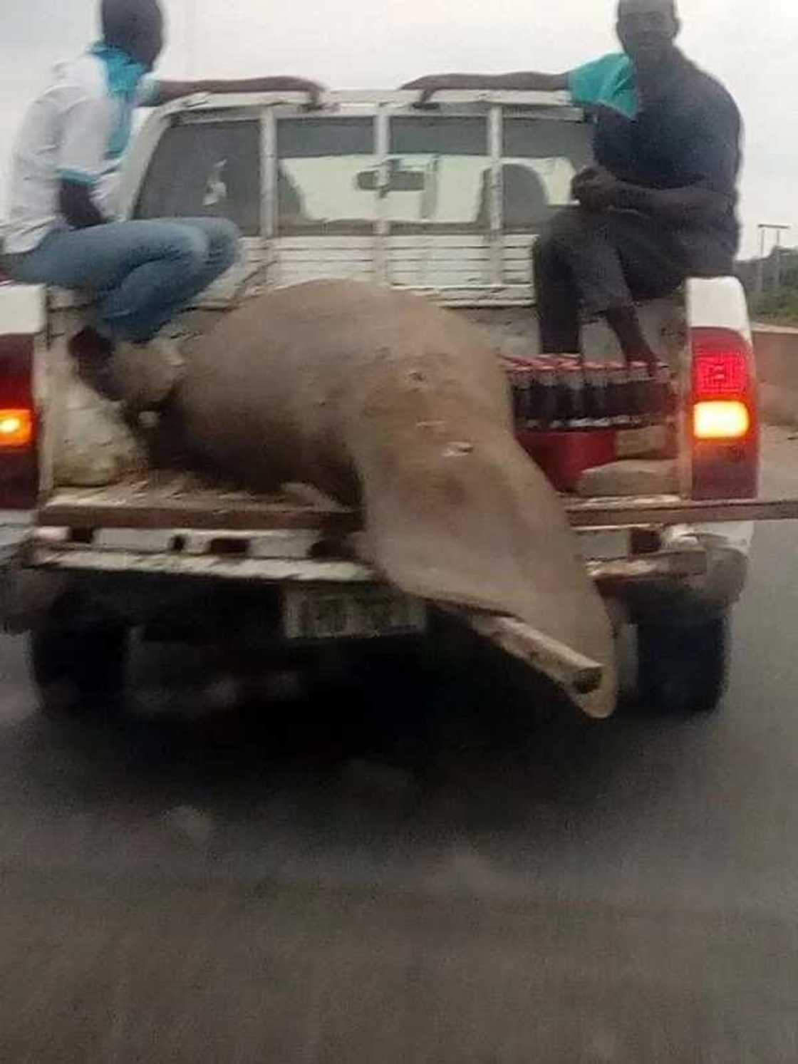 Nigerian man shares photos of a huge strange fish caught in Rivers state (photos) Nigerian man shares photos of a huge strange fish caught in Rivers state (photos)