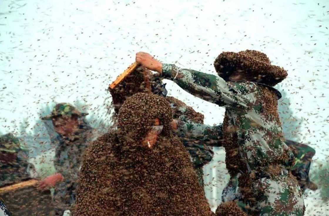 Man Covered In 100kg Of Bees Sets World Record Man Covered In 100kg Of Bees Sets World Record