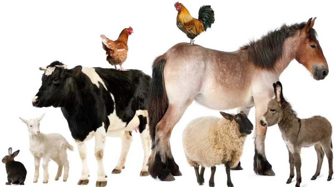 Uses of farm animals Uses of farm animals
