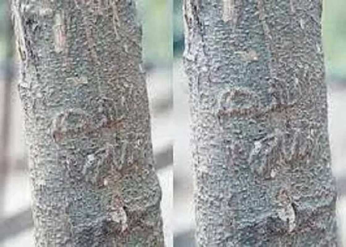 ABIN AL’AJABI ABIN AL’AJABI