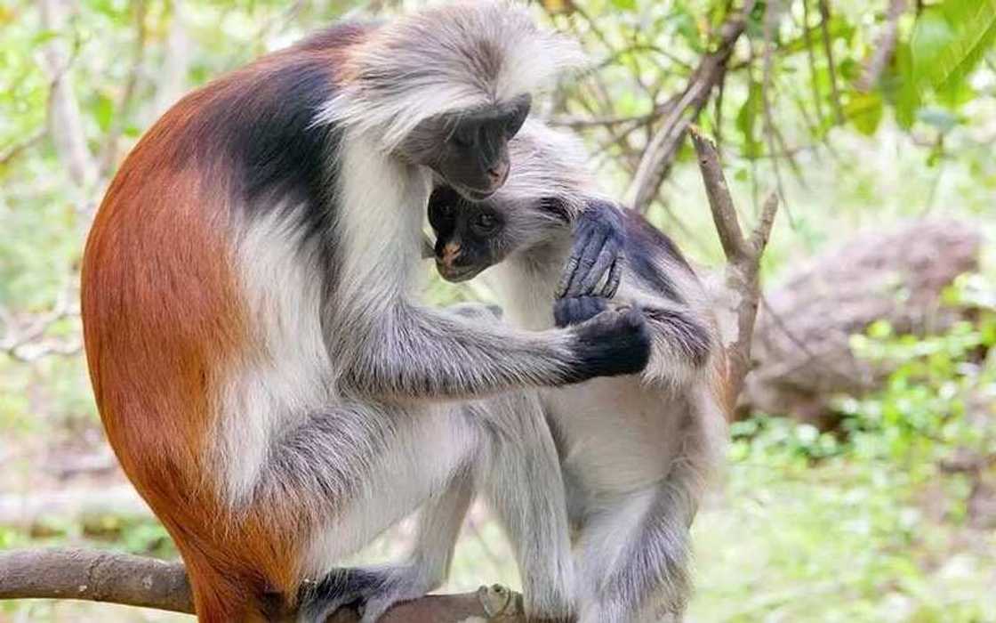 Zanzibar Red Colobus