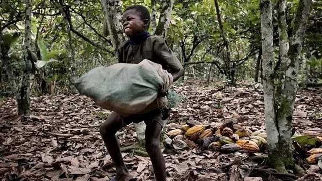Child labour in Nigeria Child labour in Nigeria