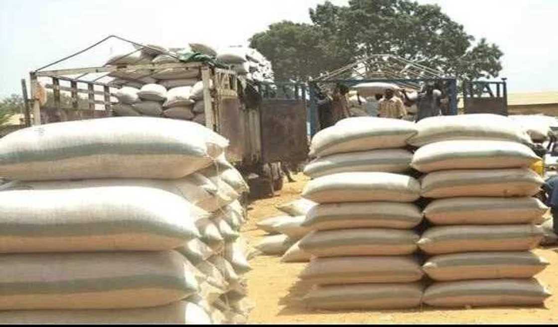 Farashin Shinkafa, Gero da Masara ya fadi warwarsa a jihar Katsina Farashin Shinkafa, Gero da Masara ya fadi warwarsa a jihar Katsina