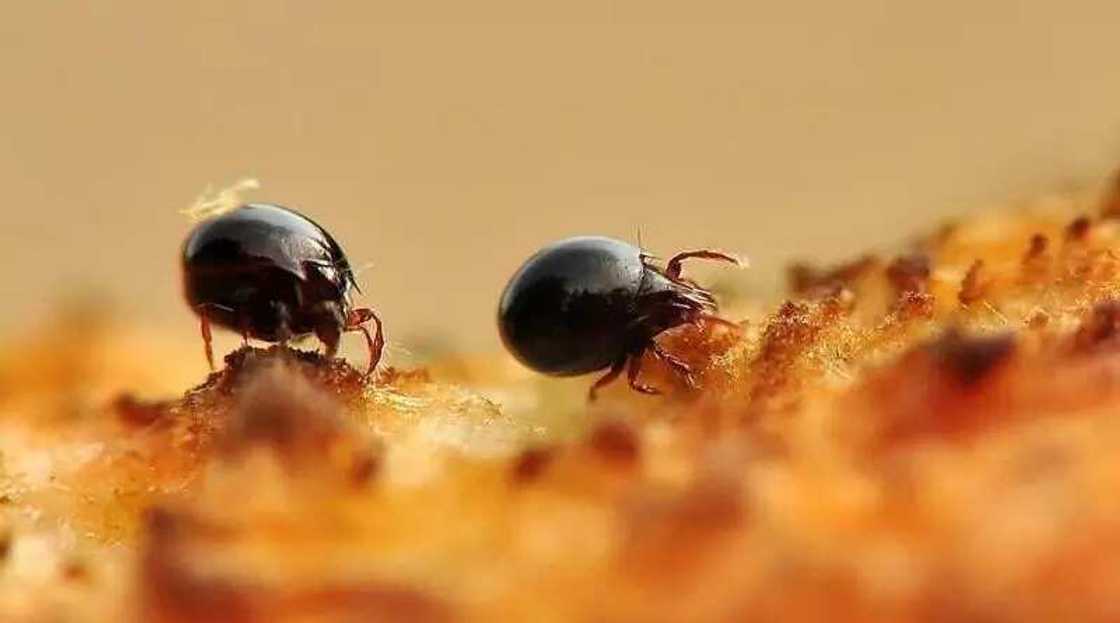 This small creature can withstand a weight of 1180 times its own This small creature can withstand a weight of 1180 times its own