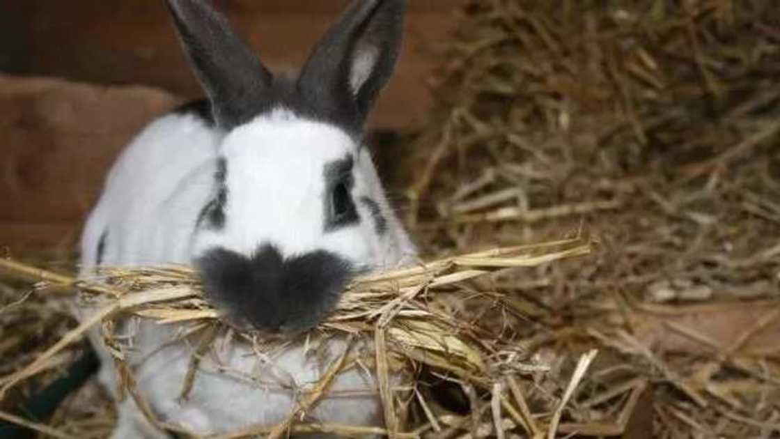 Prospect of livestock farming in Nigeria: rabbit farming Prospect of livestock farming in Nigeria: rabbit farming