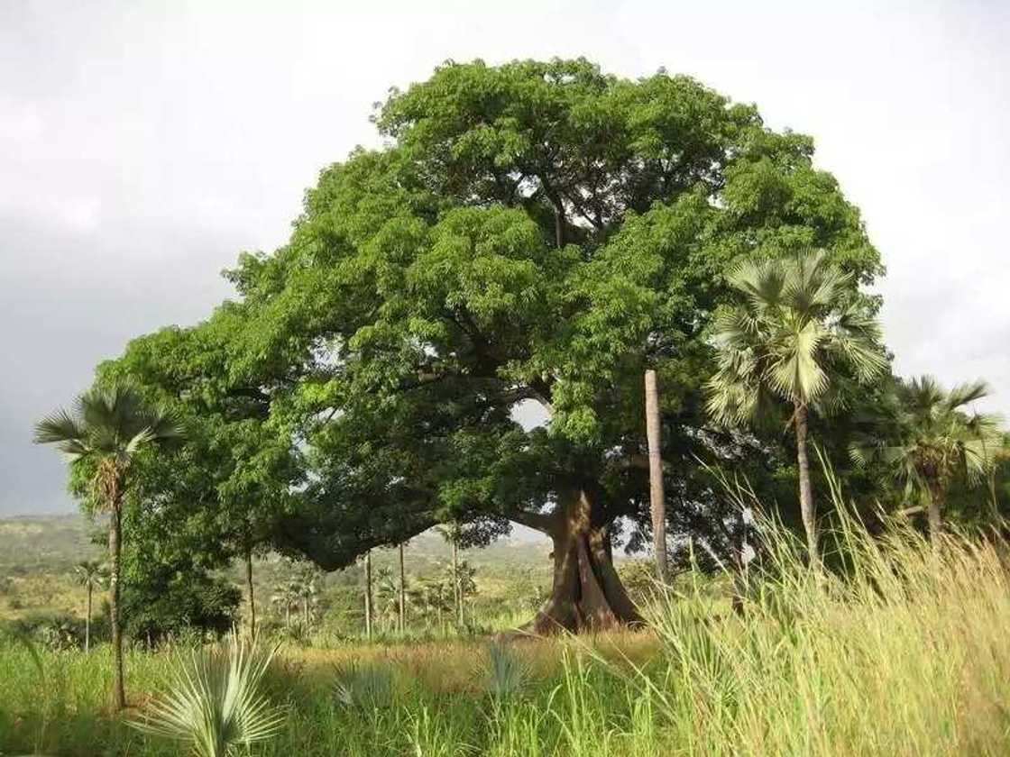 Canarium schweinfurthii Canarium schweinfurthii