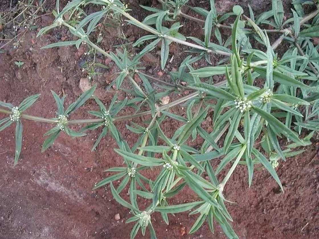 Irawo Ile medicinal plant