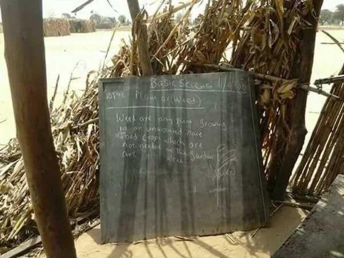 Tabarbarewar ilimi: Duba hotunan wata makarantar Firamaren arewa da babu ko bulo Tabarbarewar ilimi: Duba hotunan wata makarantar Firamaren arewa da babu ko bulo