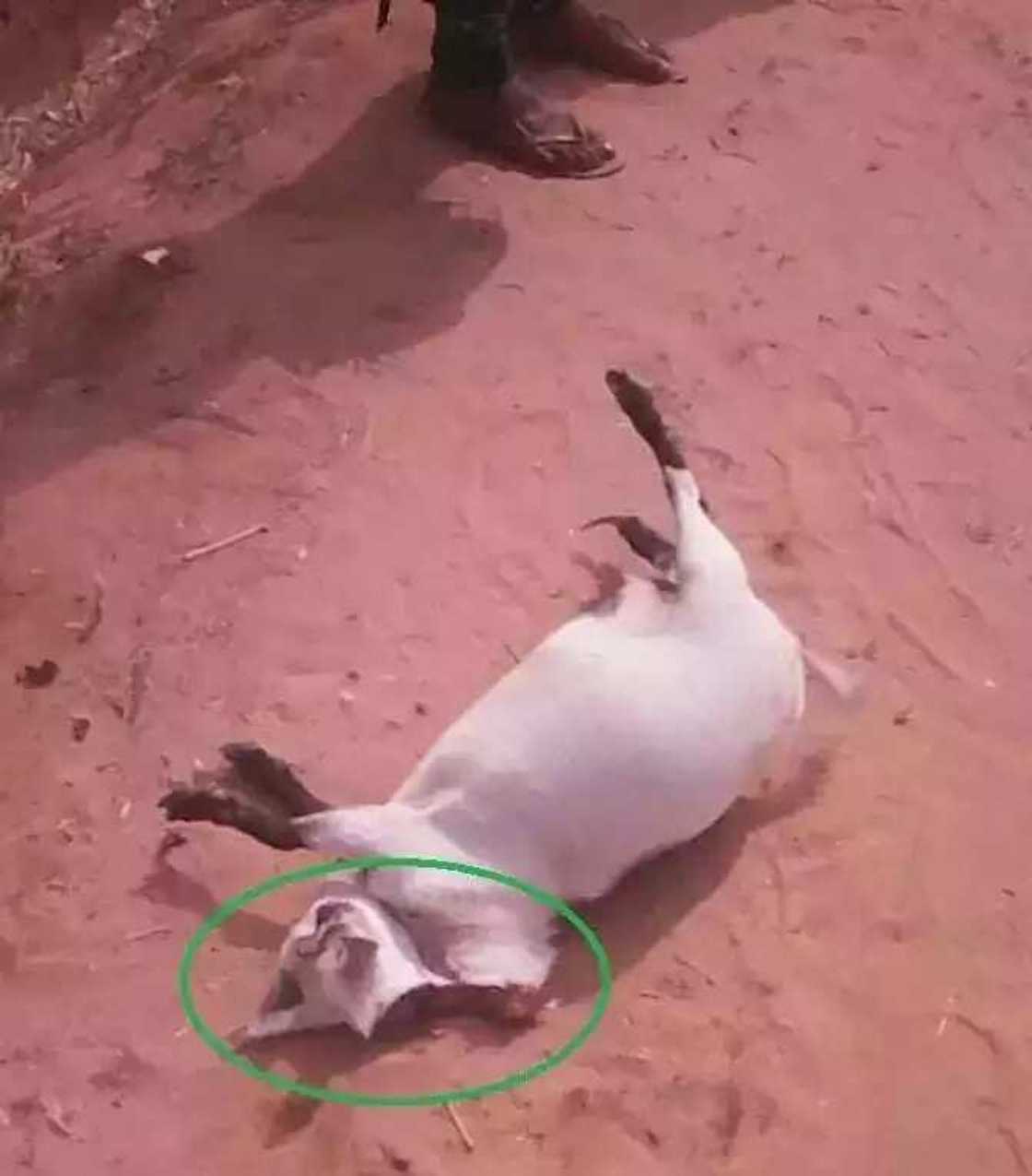 Yadda wata Akuya tayi sanadiyyar mutuwar mutane 5 Yadda wata Akuya tayi sanadiyyar mutuwar mutane 5