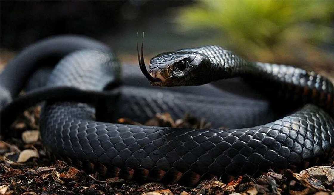 Black Mamba Black Mamba