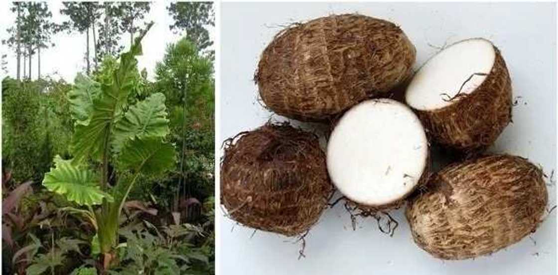Health benefits of cocoyam leaves Health benefits of cocoyam leaves