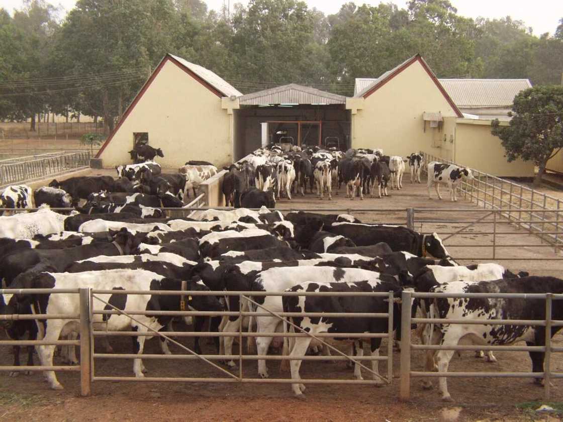 Dairy farm Dairy farm