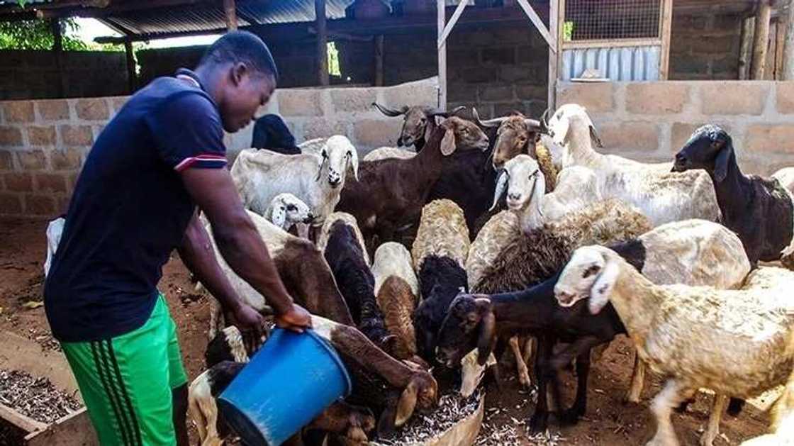 Prospect of livestock farming in Nigeria: a better future than oil industry Prospect of livestock farming in Nigeria: a better future than oil industry