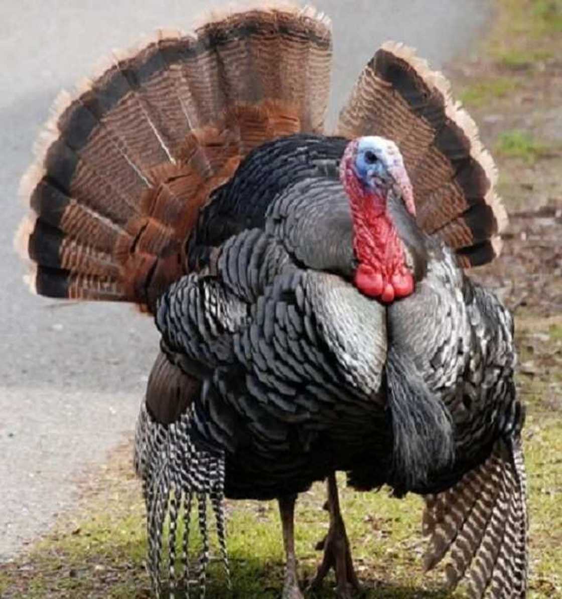 Azal ta kai wani Kafinta ga satar Talo talo, ya gamu da hukunci mai tsanani Azal ta kai wani Kafinta ga satar Talo talo, ya gamu da hukunci mai tsanani