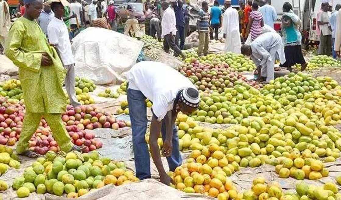 Ambaliyar ruwa ta salwantar da 'ya'yan itatuwa na N25m a jihar Kebbi