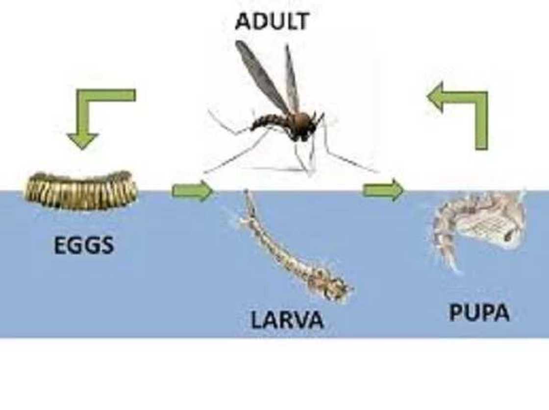 Sauro da Kuda: Wanne yafi cutar da jama'a? Sauro da Kuda: Wanne yafi cutar da jama'a?