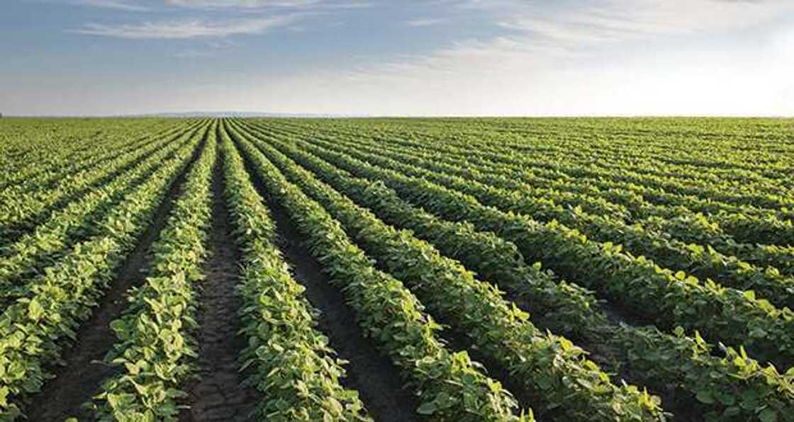 disadvantages of arable farming disadvantages of arable farming